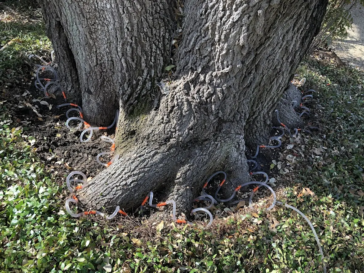Detailed Tree Cabling and Bracing job site in Cream Ridge