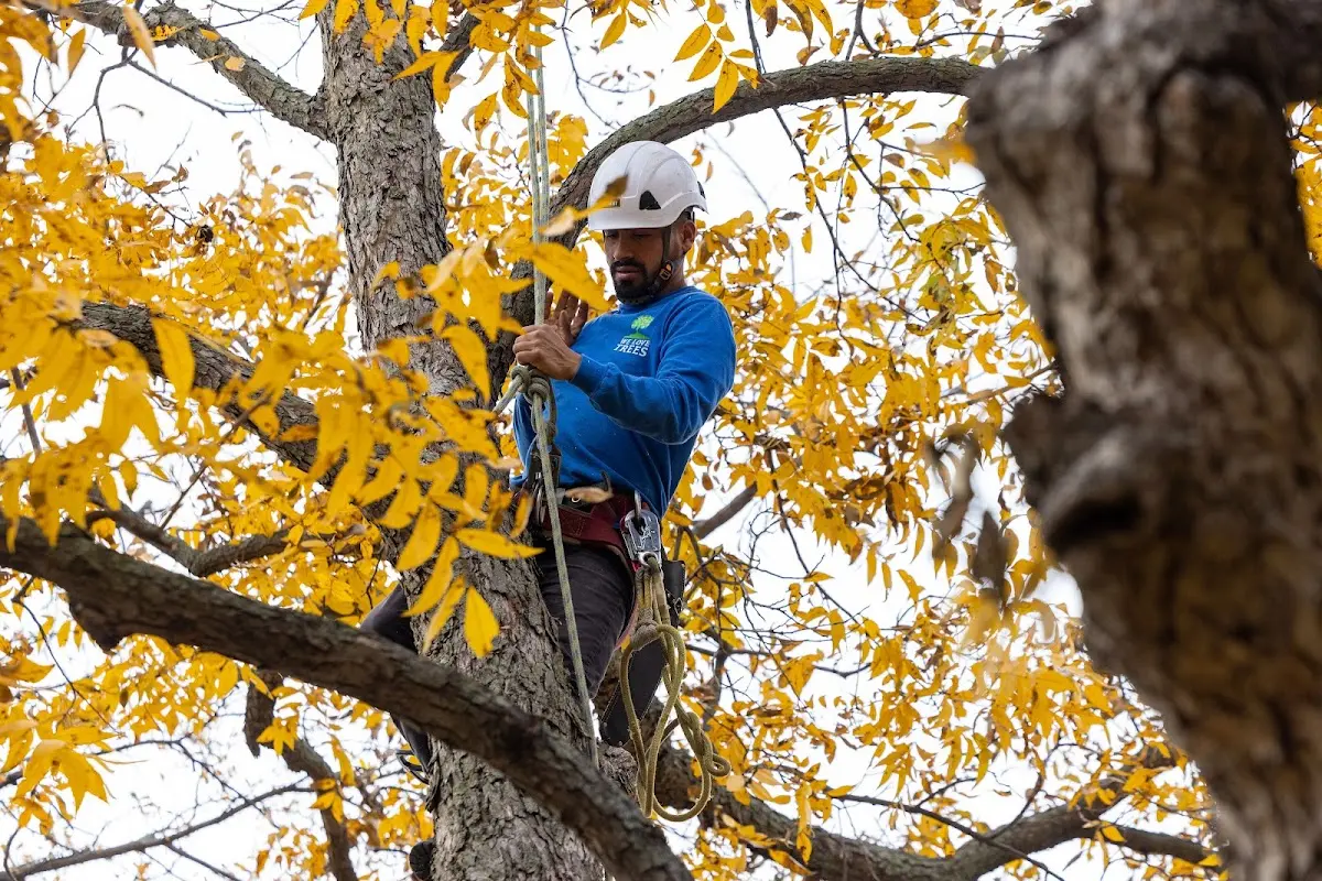Skilled Tree Planing crew working in Cream Ridge